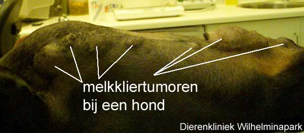 Een hond kan melkkliertumoren ontwikkelen, deze moeten operatief verwijderd worden. Voorkom dit door de hond op jonge leeftijd te steriliseren.